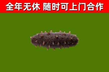 北关区回收海参干